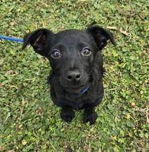 NYLA, Hund, Mischlingshund in Ungarn - Bild 2