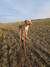 JAKE, Hund, Magyar Vizsla-Mix in Berlin - Bild 2