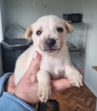 LUCKY, Hund, Mischlingshund in Rumänien - Bild 2