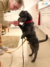 BASTIAN, Hund, Pudel-Wasserhund-Mix in Düsseldorf - Bild 11