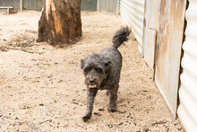 BASTIAN, Hund, Pudel-Wasserhund-Mix in Düsseldorf - Bild 15