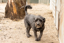 BASTIAN, Hund, Pudel-Wasserhund-Mix in Düsseldorf - Bild 16