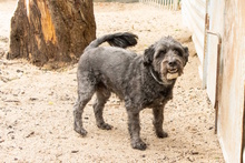 BASTIAN, Hund, Pudel-Wasserhund-Mix in Düsseldorf - Bild 17