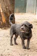 BASTIAN, Hund, Pudel-Wasserhund-Mix in Düsseldorf - Bild 18