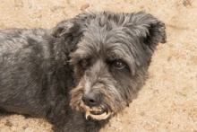 BASTIAN, Hund, Pudel-Wasserhund-Mix in Düsseldorf - Bild 19