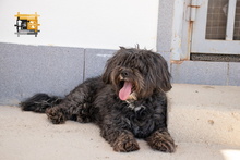 BASTIAN, Hund, Pudel-Wasserhund-Mix in Düsseldorf - Bild 20