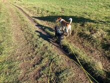 BASTIAN, Hund, Pudel-Wasserhund-Mix in Düsseldorf - Bild 3