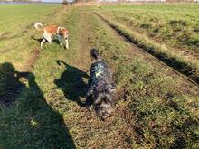 BASTIAN, Hund, Pudel-Wasserhund-Mix in Düsseldorf - Bild 4