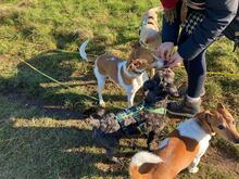 BASTIAN, Hund, Pudel-Wasserhund-Mix in Düsseldorf - Bild 5