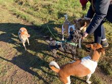 BASTIAN, Hund, Pudel-Wasserhund-Mix in Düsseldorf - Bild 6