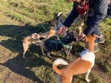 BASTIAN, Hund, Pudel-Wasserhund-Mix in Düsseldorf - Bild 7