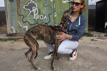 JULIA, Hund, Galgo Español in Herrnburg - Bild 12