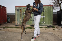 JULIA, Hund, Galgo Español in Herrnburg - Bild 14