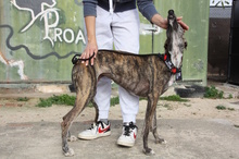 JULIA, Hund, Galgo Español in Herrnburg - Bild 16