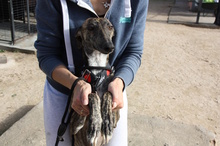 JULIA, Hund, Galgo Español in Herrnburg - Bild 17