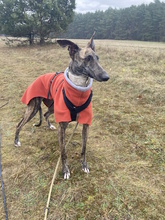 JULIA, Hund, Galgo Español in Herrnburg - Bild 3