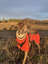 JULIA, Hund, Galgo Español in Herrnburg - Bild 4