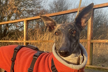 JULIA, Hund, Galgo Español in Herrnburg - Bild 5