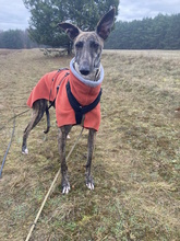 JULIA, Hund, Galgo Español in Herrnburg - Bild 7