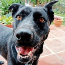 FLOSSY, Hund, Labrador-Mix in Spanien - Bild 1