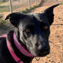 FLOSSY, Hund, Labrador-Mix in Spanien - Bild 4