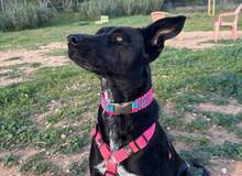 FLOSSY, Hund, Labrador-Mix in Spanien - Bild 6