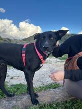 FLOSSY, Hund, Labrador-Mix in Spanien - Bild 7