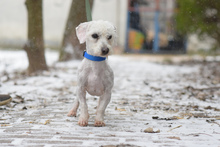 MAGGIE, Hund, Mischlingshund in Ungarn - Bild 2