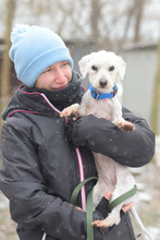 MAGGIE, Hund, Mischlingshund in Ungarn - Bild 3