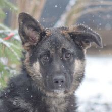 LARISSA, Hund, Mischlingshund in Ungarn - Bild 1