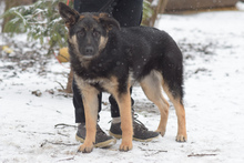 LARISSA, Hund, Mischlingshund in Ungarn - Bild 2