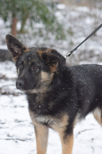 LARISSA, Hund, Mischlingshund in Ungarn - Bild 4