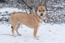 WILMA, Hund, Mischlingshund in Ungarn - Bild 2