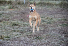 MADITA, Hund, Mischlingshund in Ungarn - Bild 3