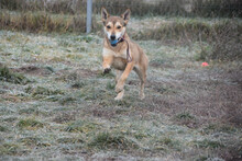 MADITA, Hund, Mischlingshund in Ungarn - Bild 4