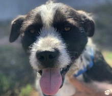 THOR, Hund, Jagdhund-Terrier-Mix in Stade - Bild 1