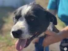 THOR, Hund, Jagdhund-Terrier-Mix in Stade - Bild 2