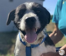 THOR, Hund, Jagdhund-Terrier-Mix in Stade - Bild 3