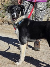 MILA, Hund, Mischlingshund in Griechenland - Bild 3