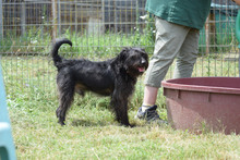 ELMO, Hund, Mischlingshund in Ungarn - Bild 2