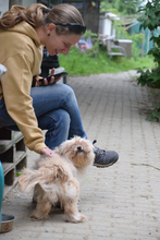 RAPUNZEL, Hund, Mischlingshund in Ungarn - Bild 3