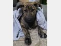 TOBY, Hund, Bardino-Mix in Spanien - Bild 8