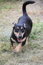 SYLVIA, Hund, Mischlingshund in Ungarn - Bild 3