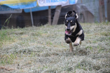 SYLVIA, Hund, Mischlingshund in Ungarn - Bild 4