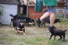 SYLVIA, Hund, Mischlingshund in Ungarn - Bild 5