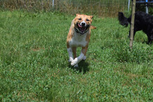 CAROLINE, Hund, Mischlingshund in Ungarn - Bild 2