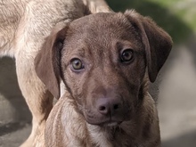 FRED, Hund, Mischlingshund in Gröbenzell - Bild 1