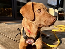 FRED, Hund, Mischlingshund in Gröbenzell - Bild 2