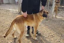 JACK, Hund, Malinois-Mix in Geilenkirchen - Bild 2