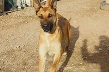 JACK, Hund, Malinois-Mix in Geilenkirchen - Bild 4